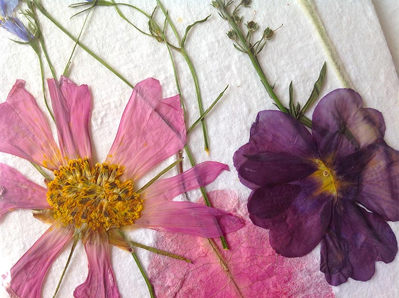 Pressed flowers