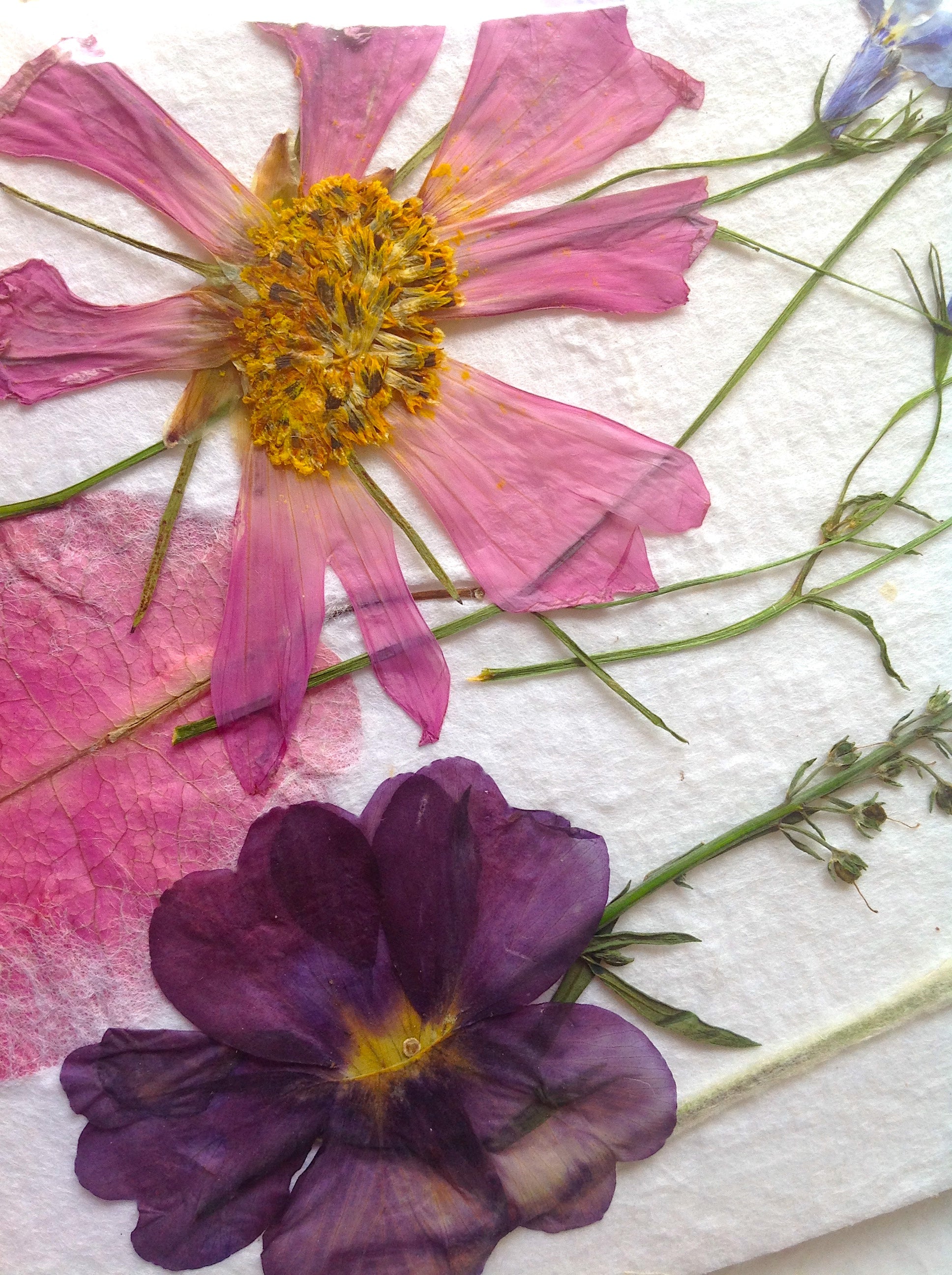 Pressed Flower Greeting Cards - Hand made