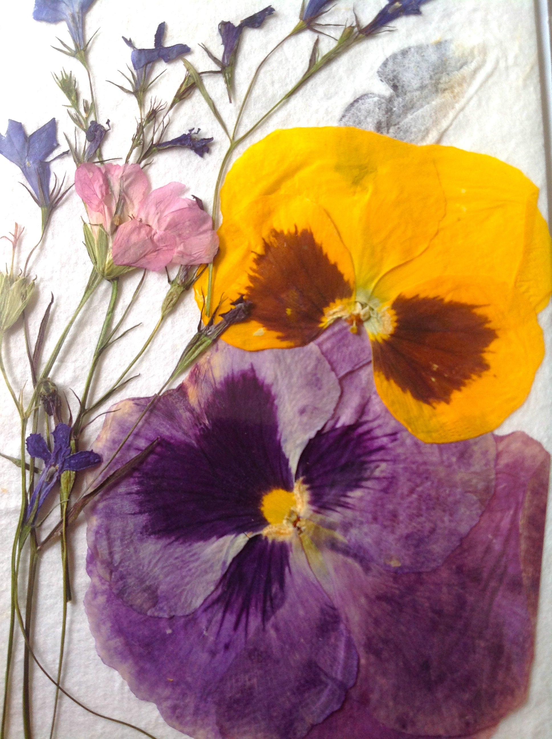 Pressed Flower Greeting Cards - Hand made